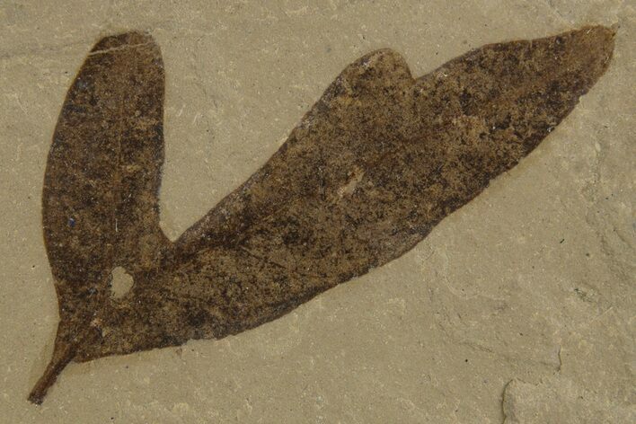 Eocene Fossil Balloon Vine (Cardiospermum) Leaf - Utah #334303